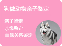 泸州狗做动物亲子鉴定